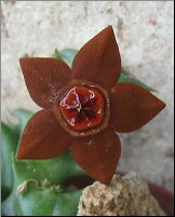 Orbea sprengeri ssp foetida